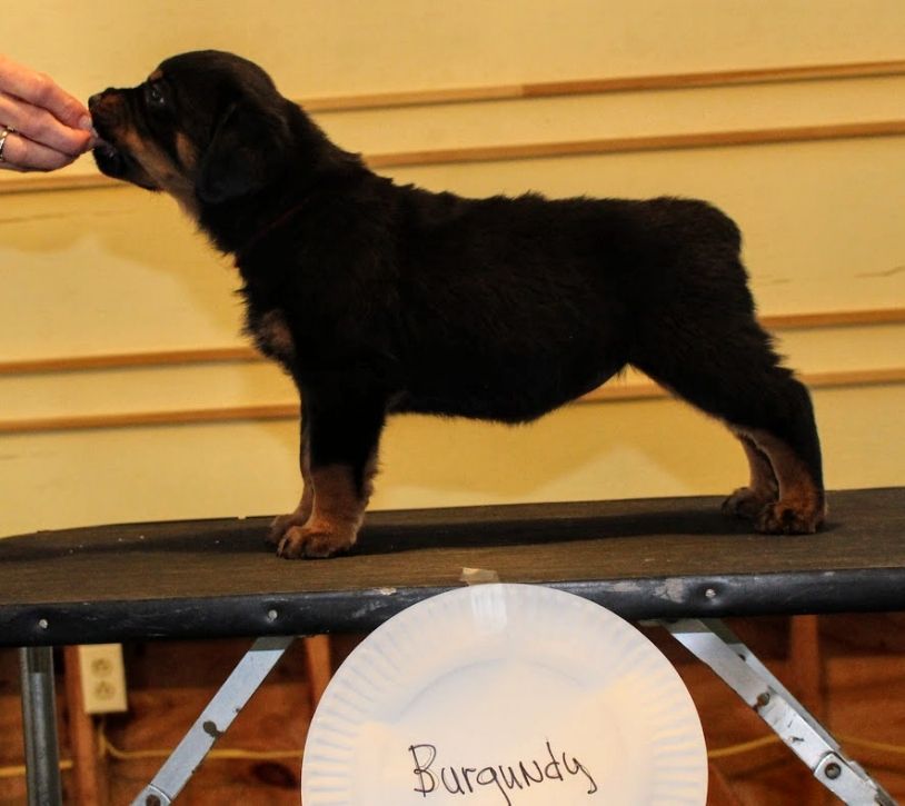 puppies @ 5wks 4days - Click for Larger View