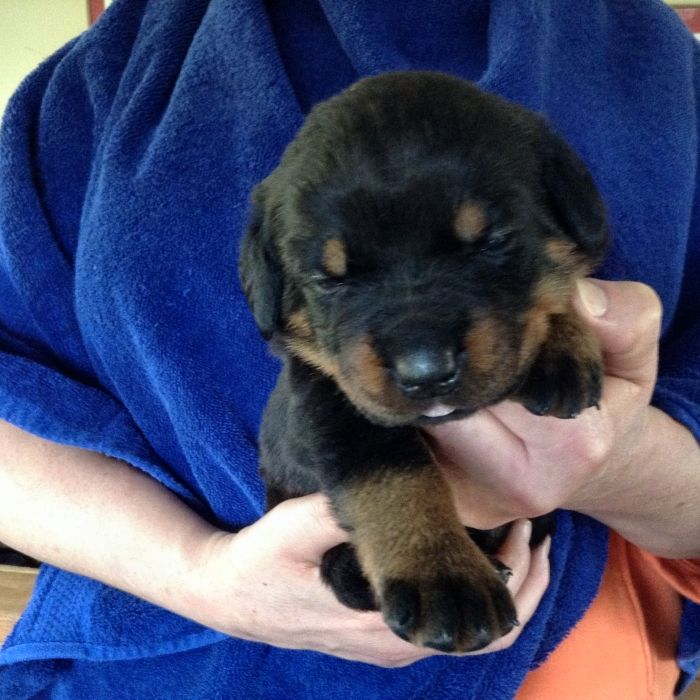 Burgundy - Click for Larger View