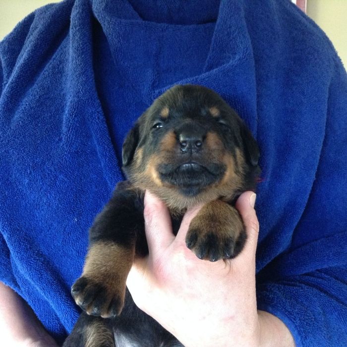 Burgundy - Click for Larger View