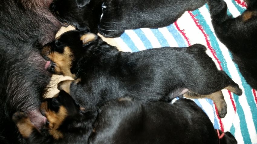 Grey boy 16 days - Click for Larger View