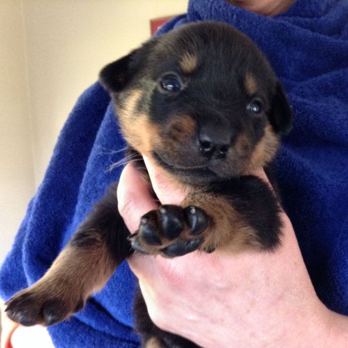 Grey - Click for Larger View