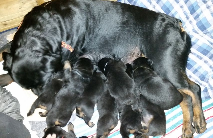 Group nursing 16 days - Click for Larger View