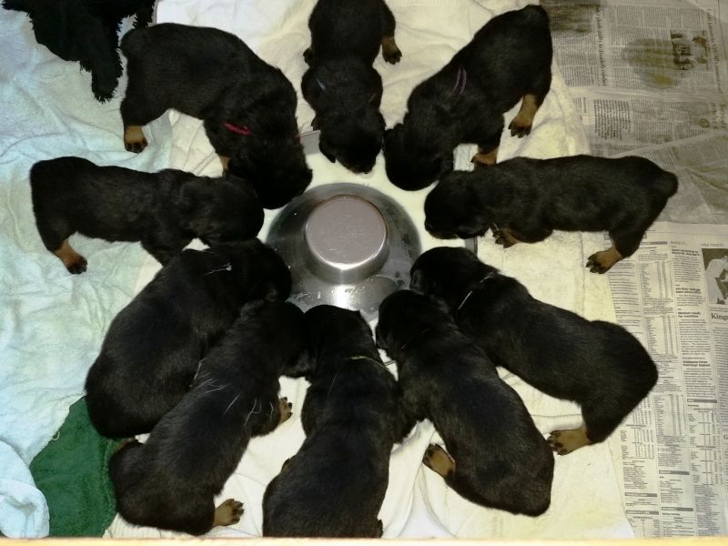 Gang @ 3 weeks - feeding - Click for Larger View