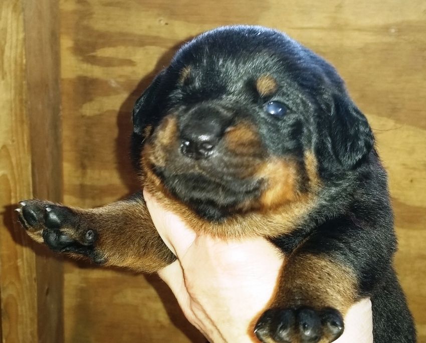 Maroon girl 2 weeks - Click for Larger View