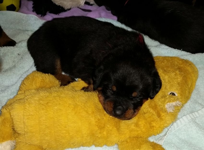 Maroon - Click for Larger View