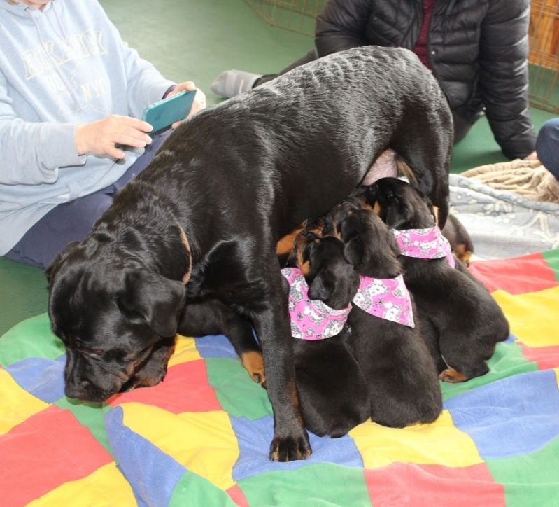 puppies @ 5wks 4days - Click for Larger View