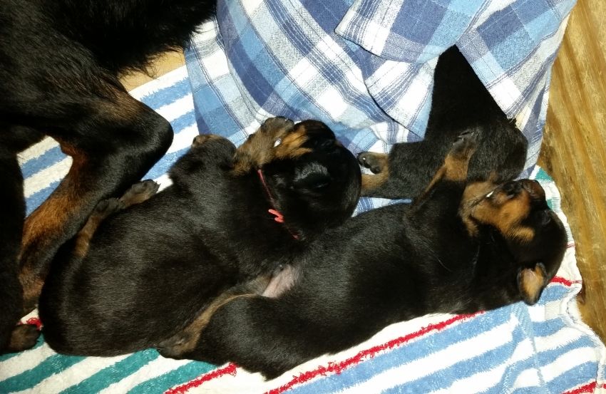 Orange Black half Maroon - Click for Larger View