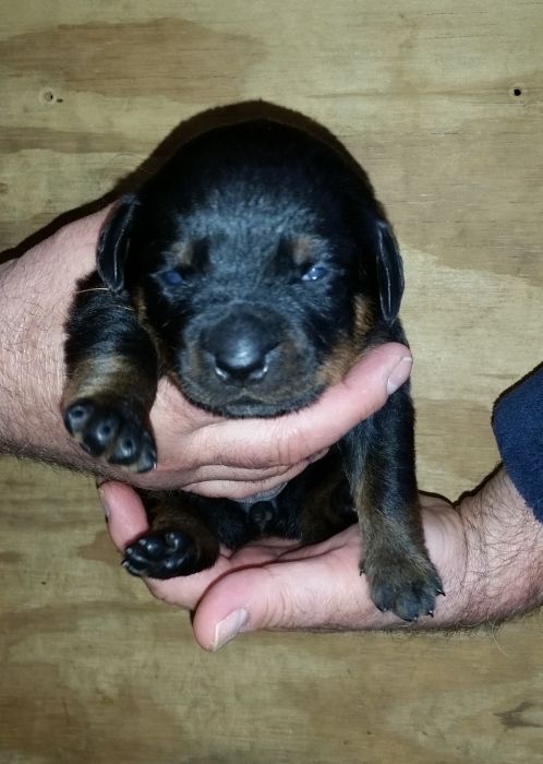 Orange girl 2 weeks - Click for Larger View