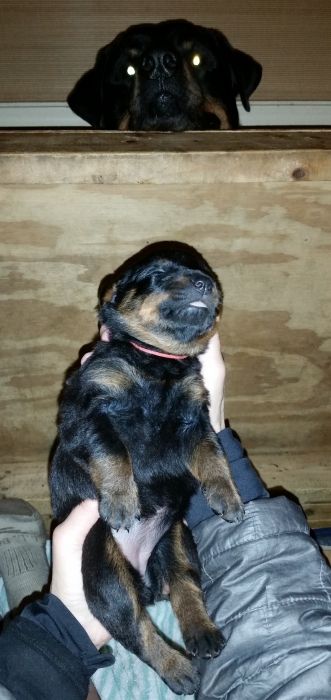 Orange girl 16 days and Bubba - Click for Larger View