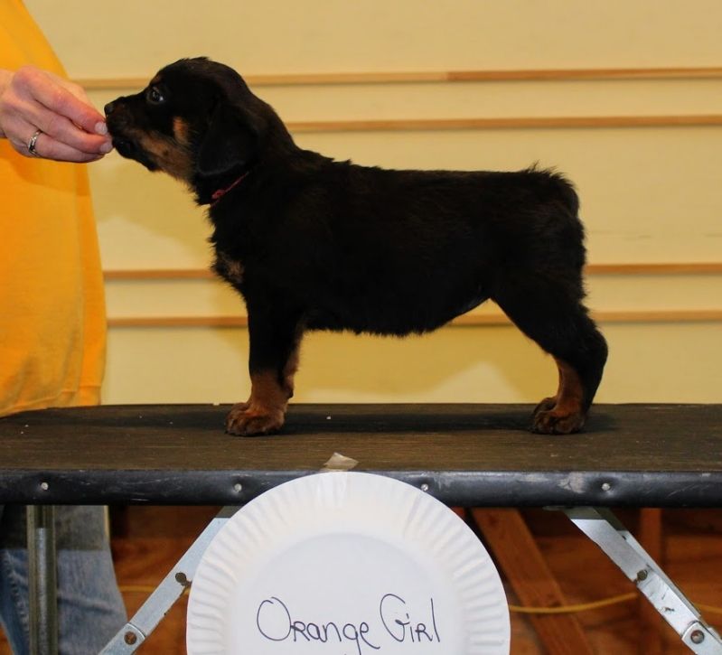 puppies @ 5wks 4days - Click for Larger View