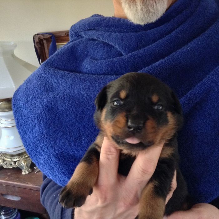 Orange - Click for Larger View