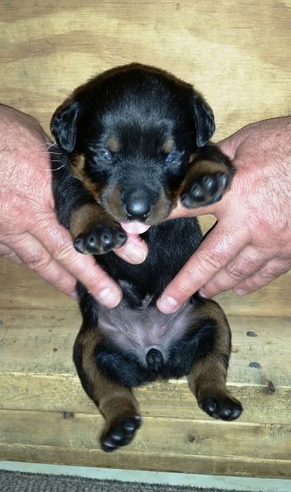 Pink girl 2 weeks 2 - Click for Larger View