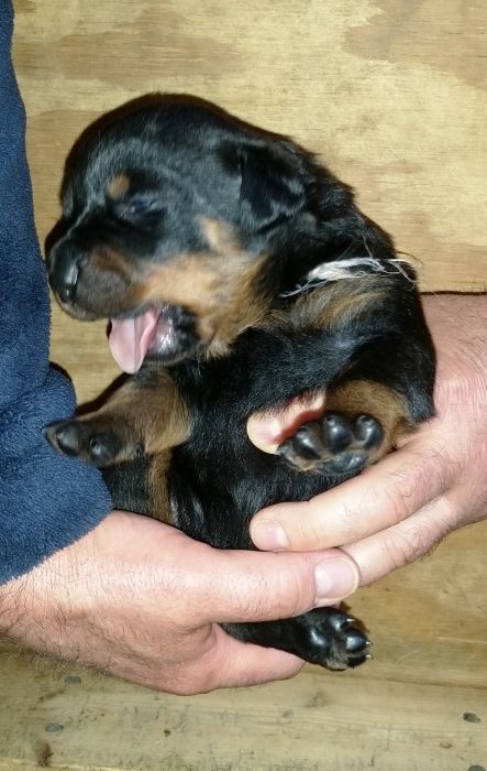 Pink girl 2 weeks - Click for Larger View