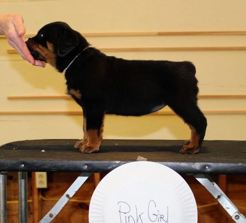 puppies @ 5wks 4days - Click for Larger View