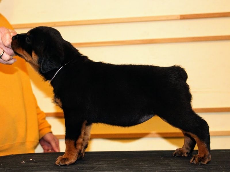 puppies @ 5wks 4days - Click for Larger View