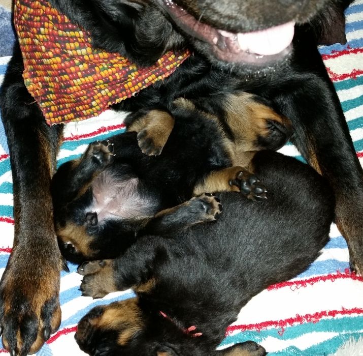 Purple and Orange - Click for Larger View