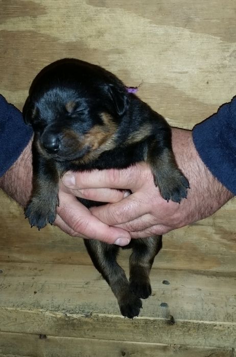 Purple girl 2 weeks - Click for Larger View