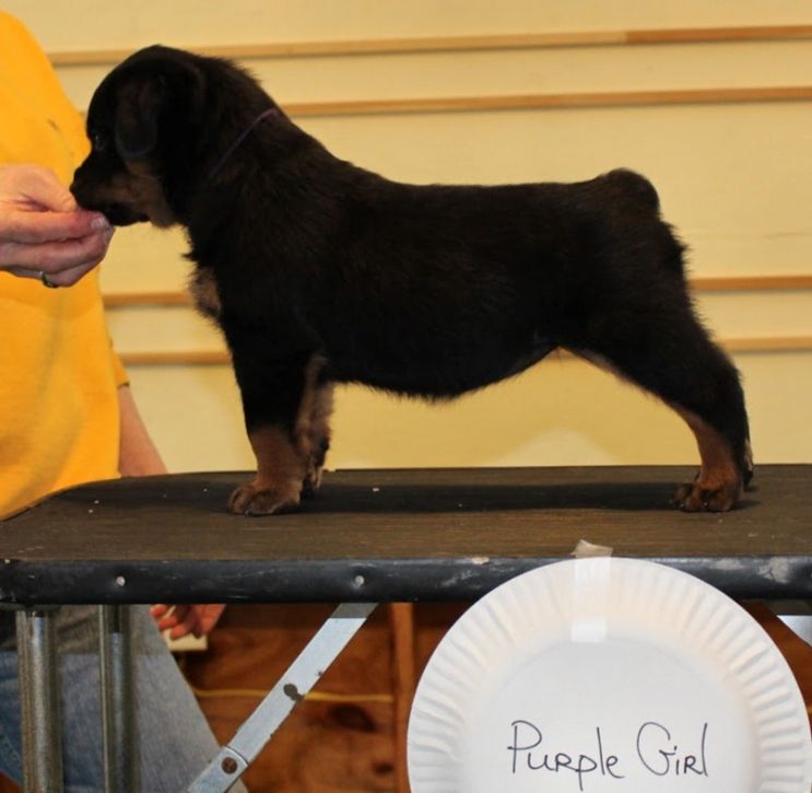 Black boy stacked - Click for Larger View