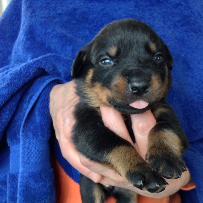 Purple - Click for Larger View