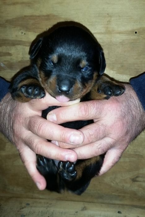 Red girl 2 weeks - Click for Larger View