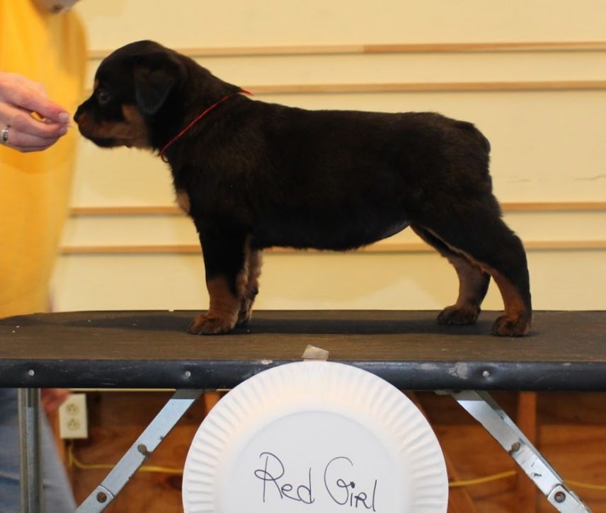 Red girl @ 5wks 4days - Click for Larger View