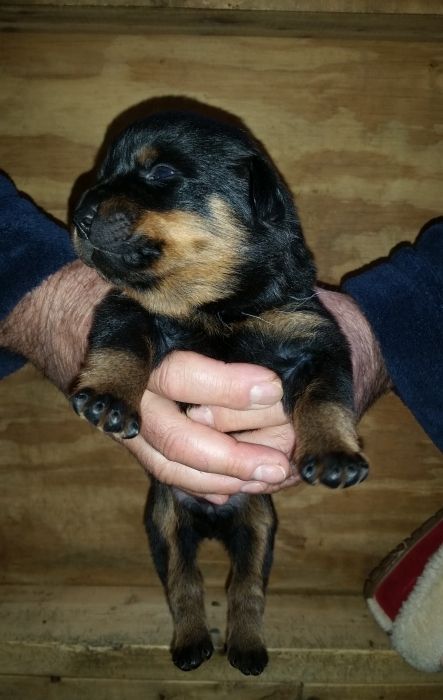 Yellow girl 2 weeks - Click for Larger View