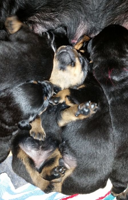 Yellow girl on back 16 days - Click for Larger View