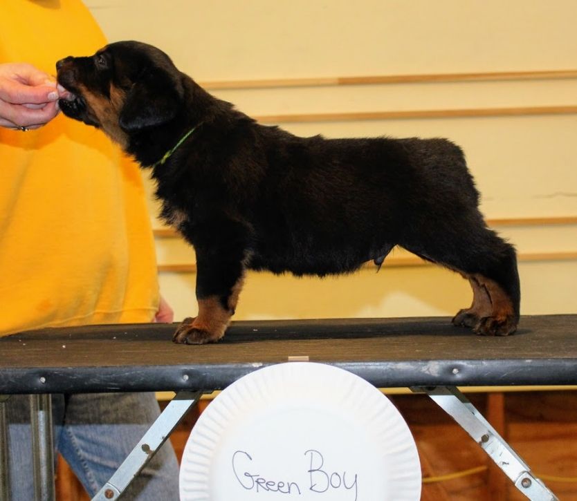 puppies @ 5wks 4days - Click for Larger View