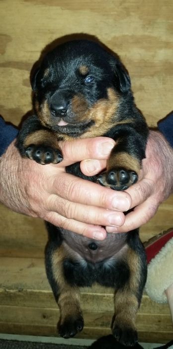 grey boy 2 weeks - Click for Larger View