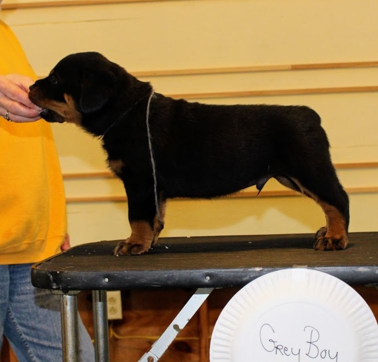 puppies @ 5wks 4days - Click for Larger View
