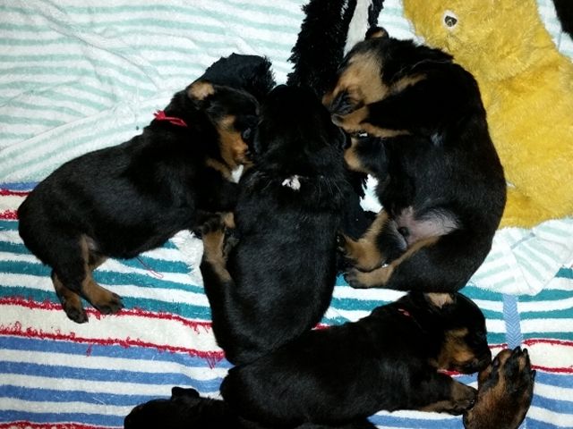 Red Pink Grey Orange 3 weeks.jpg - Click for Larger View