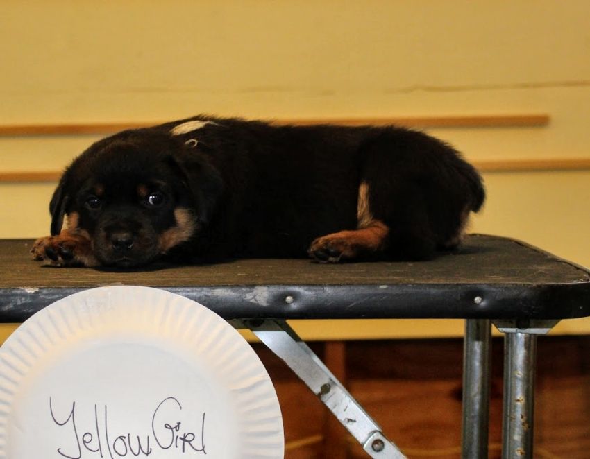 Yellow girl @ 5wks 4days - Click for Larger View